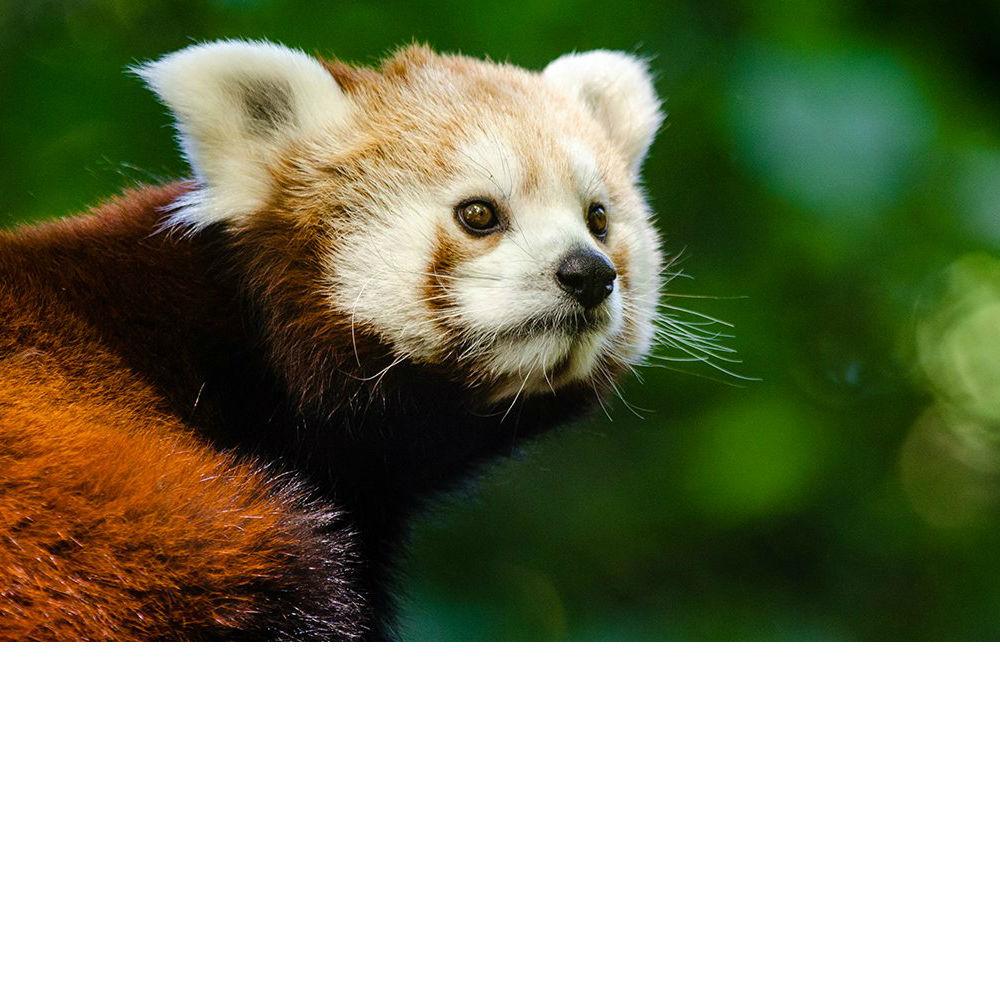 Rainforest Trust Donation: Helping save 6235 Acres to Help Create the Red Panda Community Forest