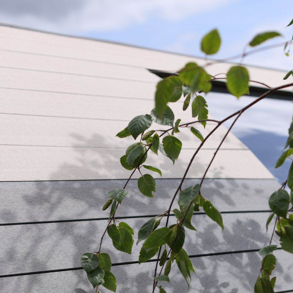 Silver Birch Composite Cladding | Pioneer